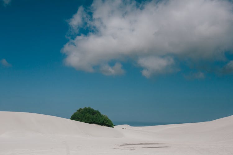 Lonely Tree In Desert In Sunny Day