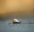 Closeup of white lipped snail crawling on ground
