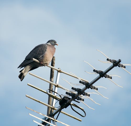 Free A Pigeon on an Antenna  Stock Photo