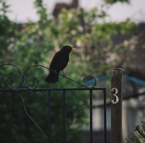 Free Low angle of black catbird sitting on metal fence of house near green trees in daytime Stock Photo
