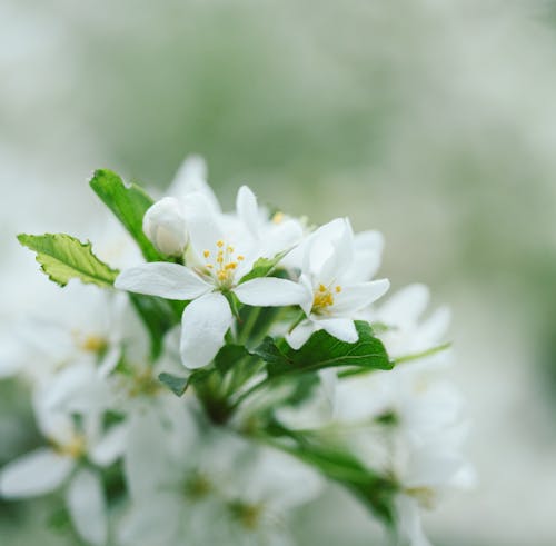 Blooming Malus sylvestris tree with gentle white flowers