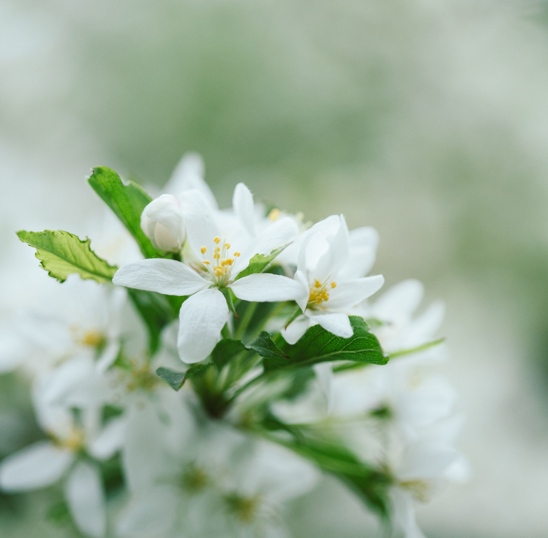 Delicate white crab apple blossoms with a soft, blurred background capture the essence of spring.