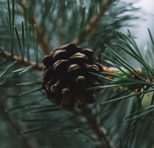 Closeup of woody cone on branch of coniferous tree with green needles growing in forest