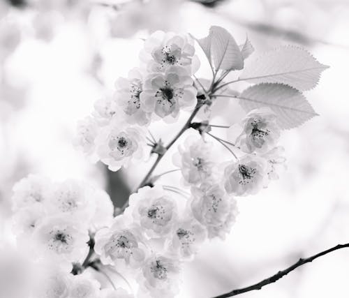 Bunch of delicate flowers of blooming cherry tree