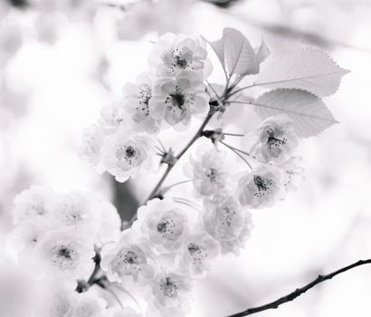 黑白色的精致樱花盛开在枝头，营造出宁静的春日氛围
