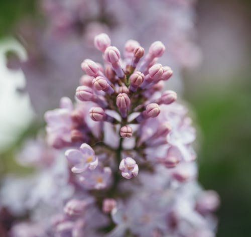 Free From above of tender buds and petals of blooming lilac tree growing in garden on sunny spring day Stock Photo