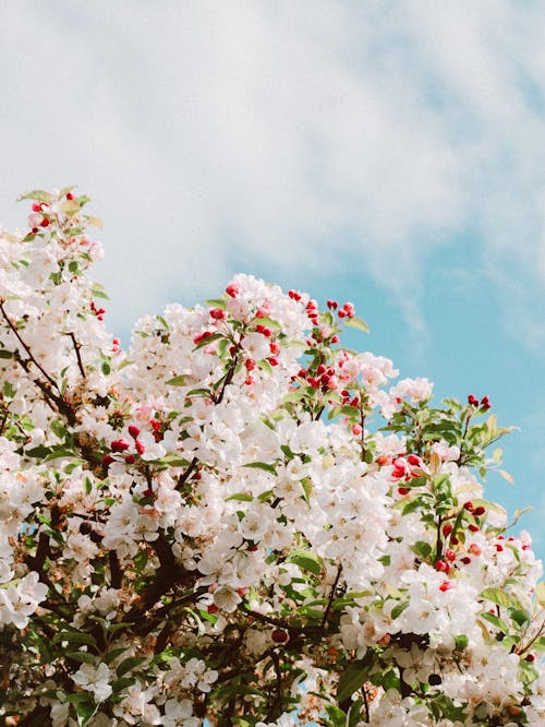 Kostnadsfri bild av blomning, delikat, fjäder