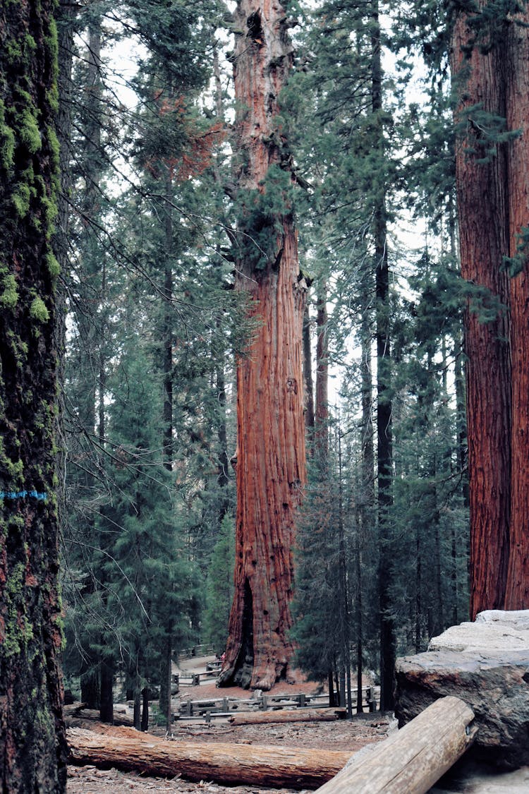 Gigantic Trees On A Forest 