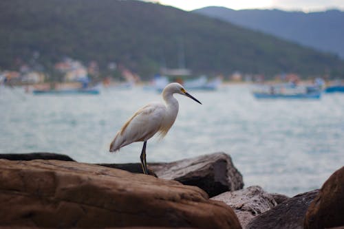Seagull on a Boulder