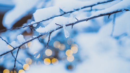 Leafless branch with snow on winter day