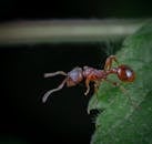Macro Photography of an Ant