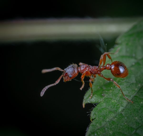 Ant on a leaf