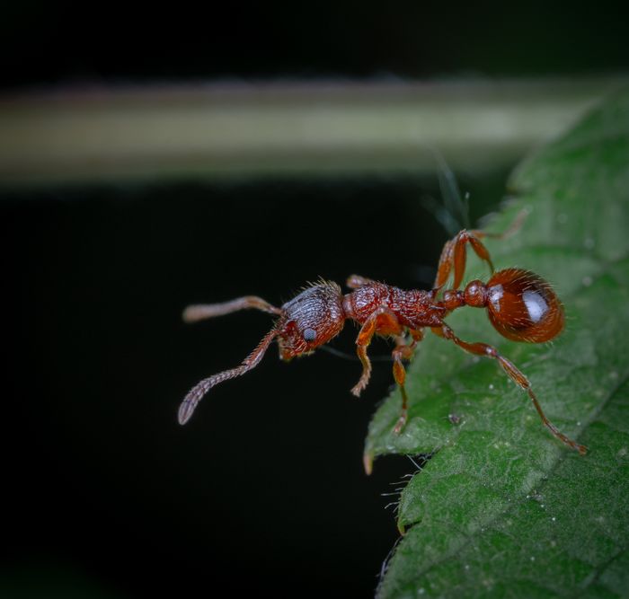 Macro photograph of an ant on a leaf