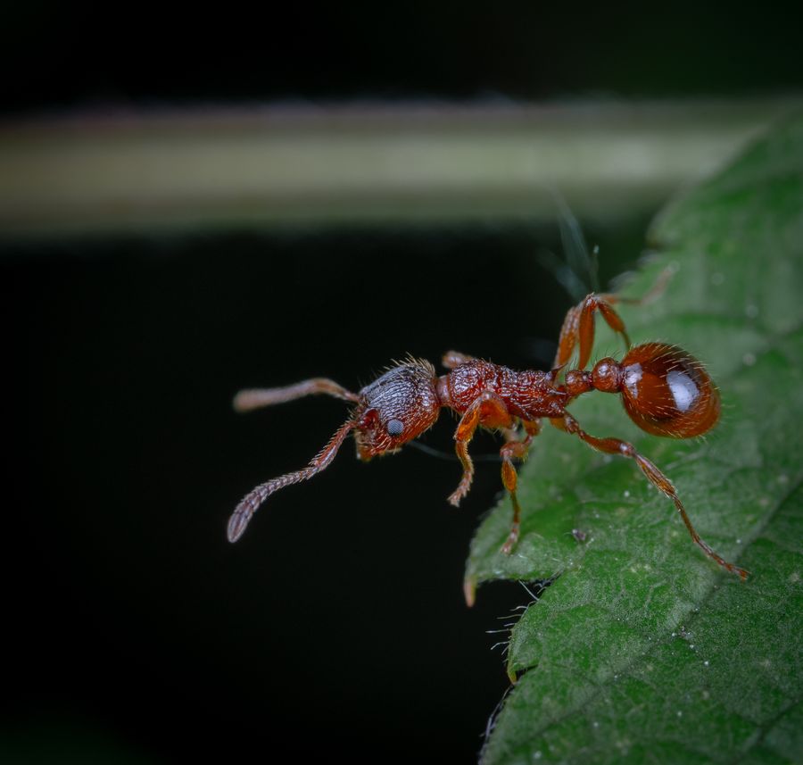 Macro photograph of an ant