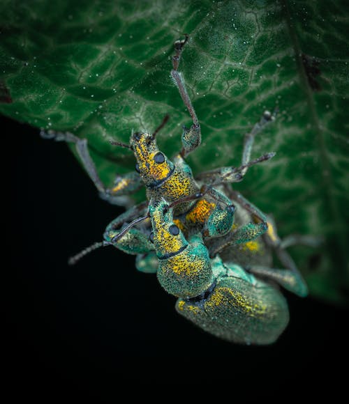 Macro Photography of Mating Weevils 