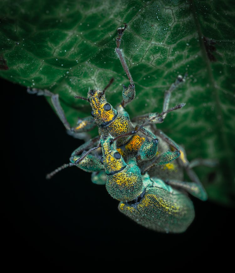 Macro Photography Of Mating Weevils 