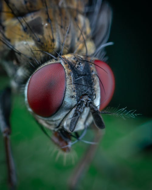 昆虫, 昆虫の写真, 蝿の無料の写真素材