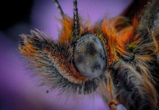 Detailed macro photo of an insect showcasing the intricate textures and colors.