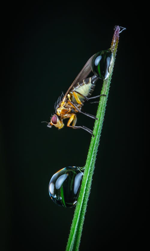 Gratis arkivbilde med insekt, insektfotografering, makro skudd