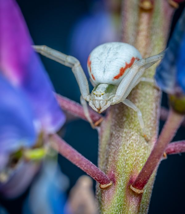 Macro photograph of a spider, one of the common pests found around Columbus properties