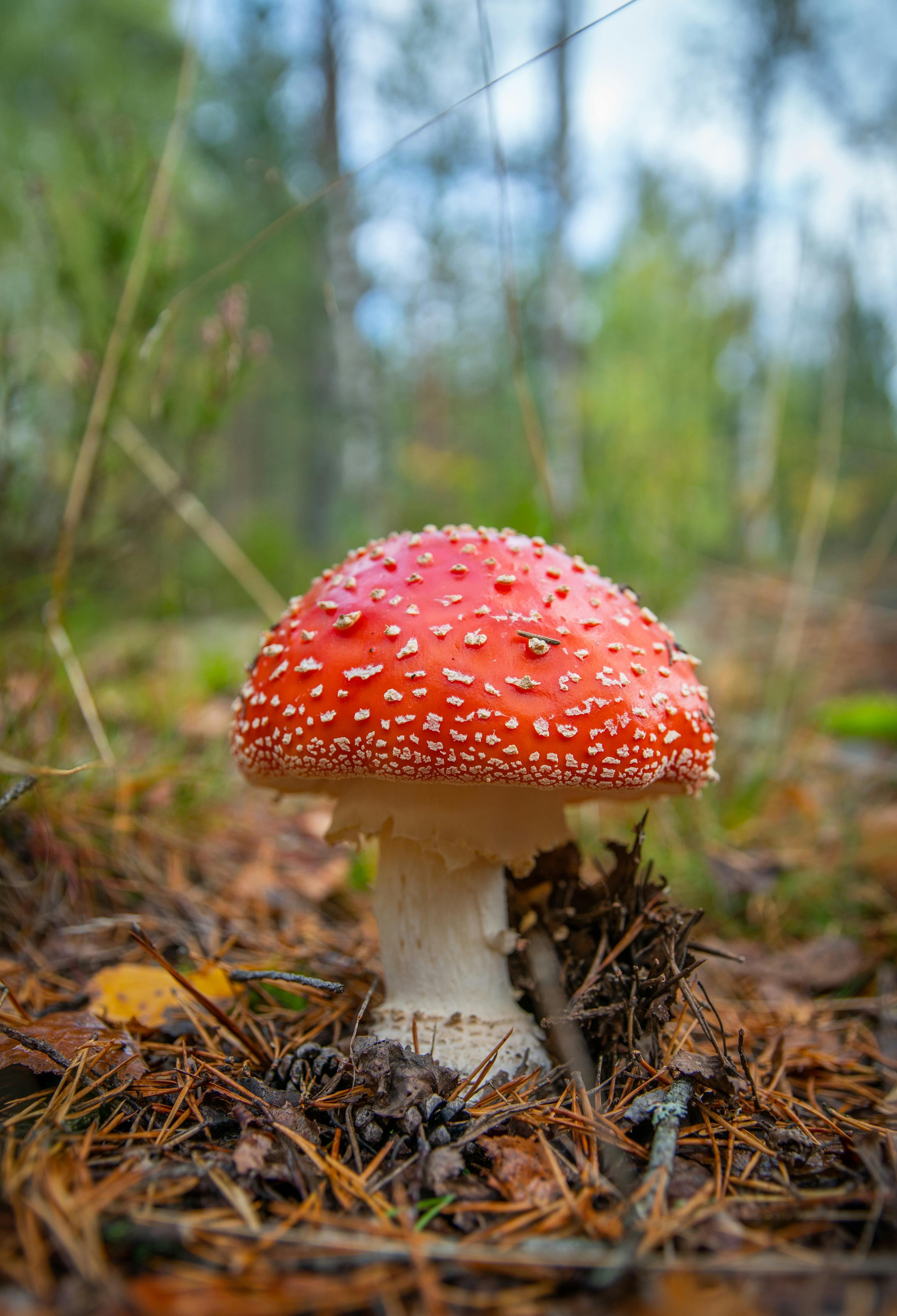 Close-up Photo of White Mushrooms · Free Stock Photo