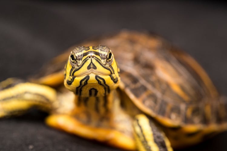 Close-up Photo Of Yellow Turtle 