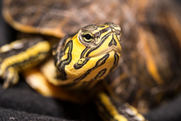 Close-up Photo Of Yellow Turtle 