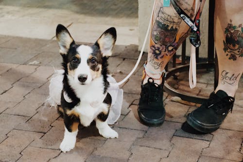 High angle of cute fluffy Welsh Corgi sitting near legs with tattoos of female owner