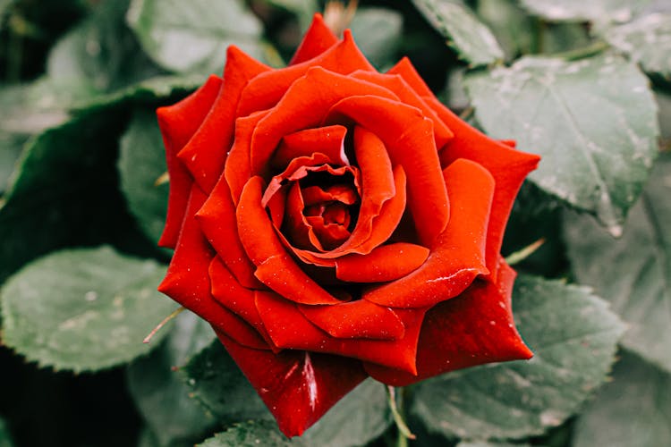 Red Rose Growing In Green Garden