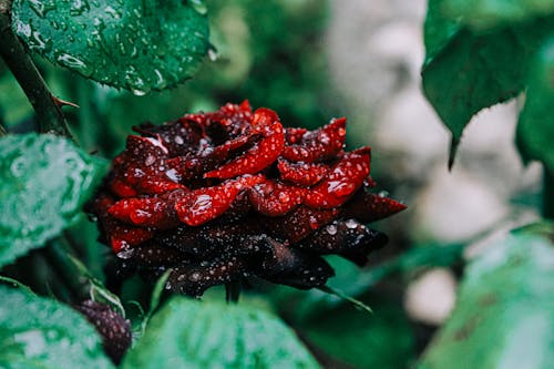 Red rose with drops of water in park