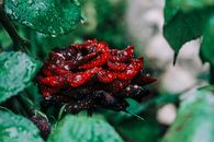 露珠点缀花瓣的红玫瑰，在郁郁葱葱的绿叶环绕下，呈现出细致的景观