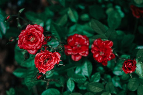 Free From above selective focus of red rose bud growing among green leaves on stems Stock Photo