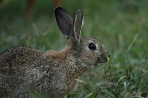 Photo of Rabbit · Free Stock Photo