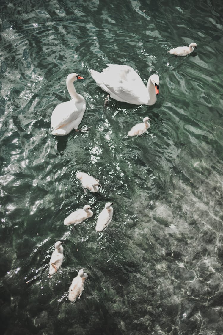 White Swans And Swimming In Clean Lake