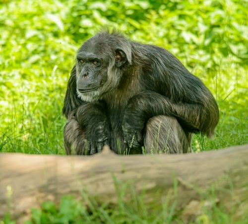 Free Close-up of a chimpanzee in a lush green outdoor setting, natural and serene. Stock Photo