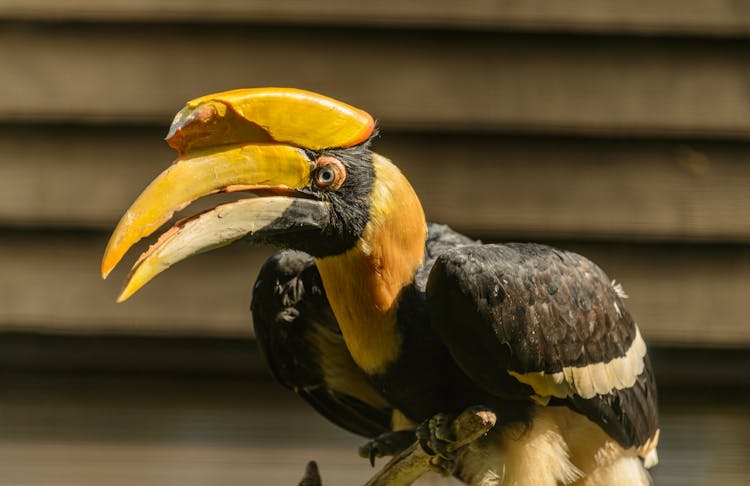 Photo Of Black And Yellow Hornbill Bird