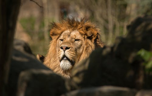 From below of large endangered animal dangerous lion lying on ground in park