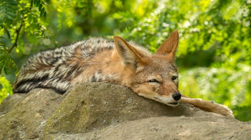 Lonely fox lying in stone