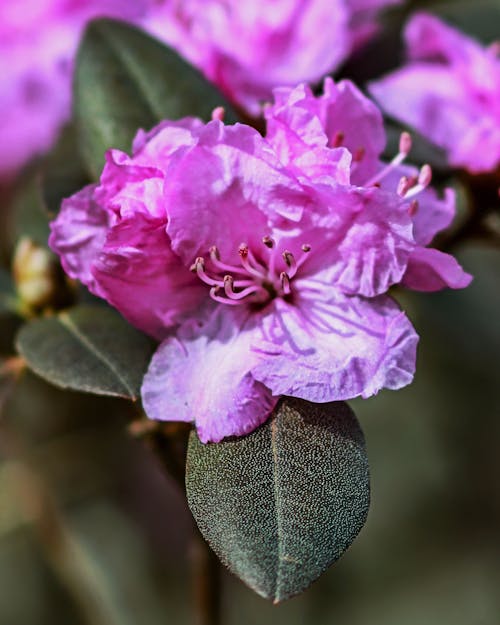 Free stock photo of azalea, flower, flowering bush