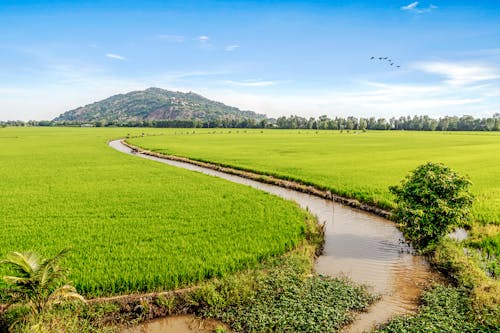 Scenic View of Cropland under Blue Sky 