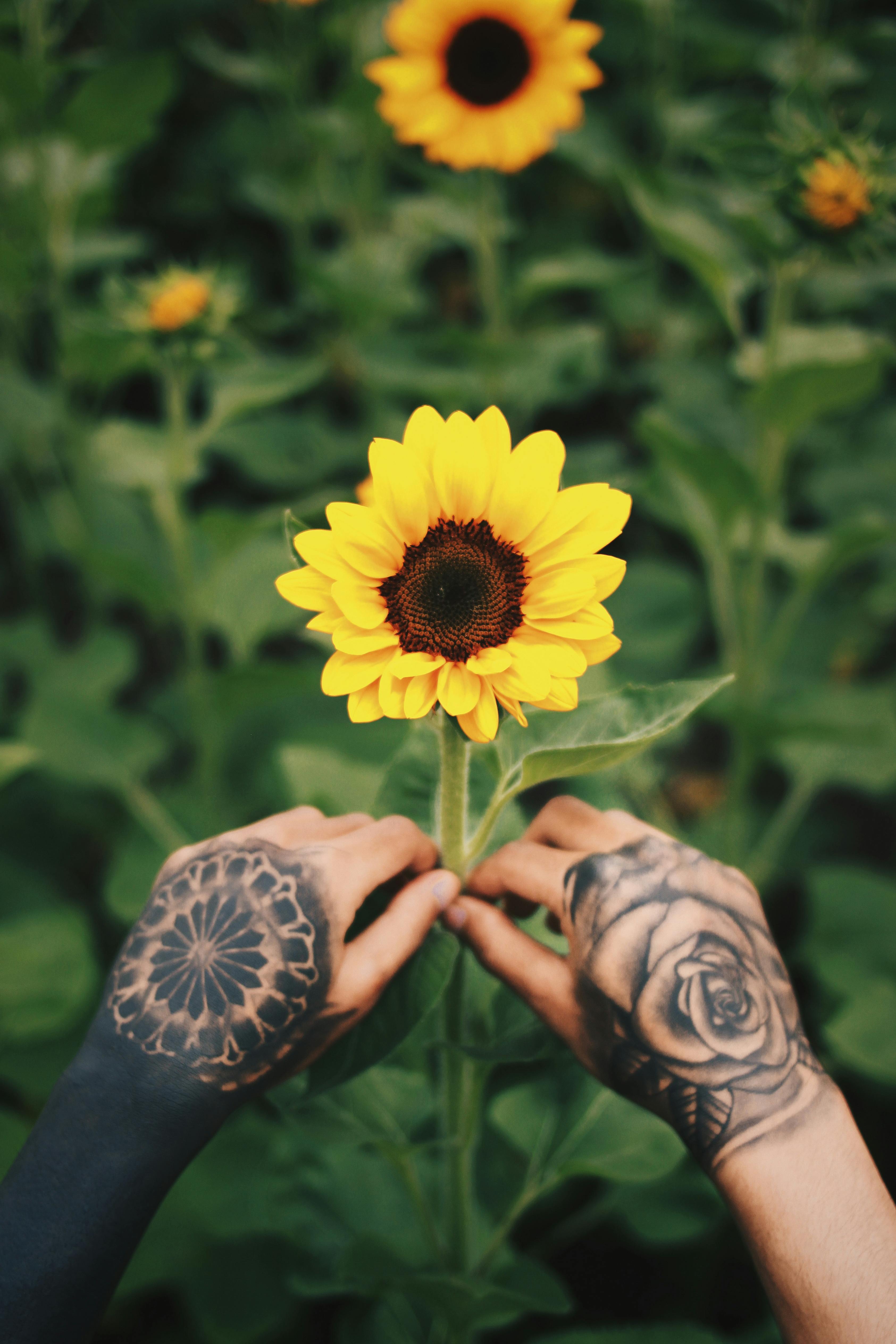 Anonymous person with tattoos touching green blooming flower with yellow petals growing in nature in garden with blurred background outside
