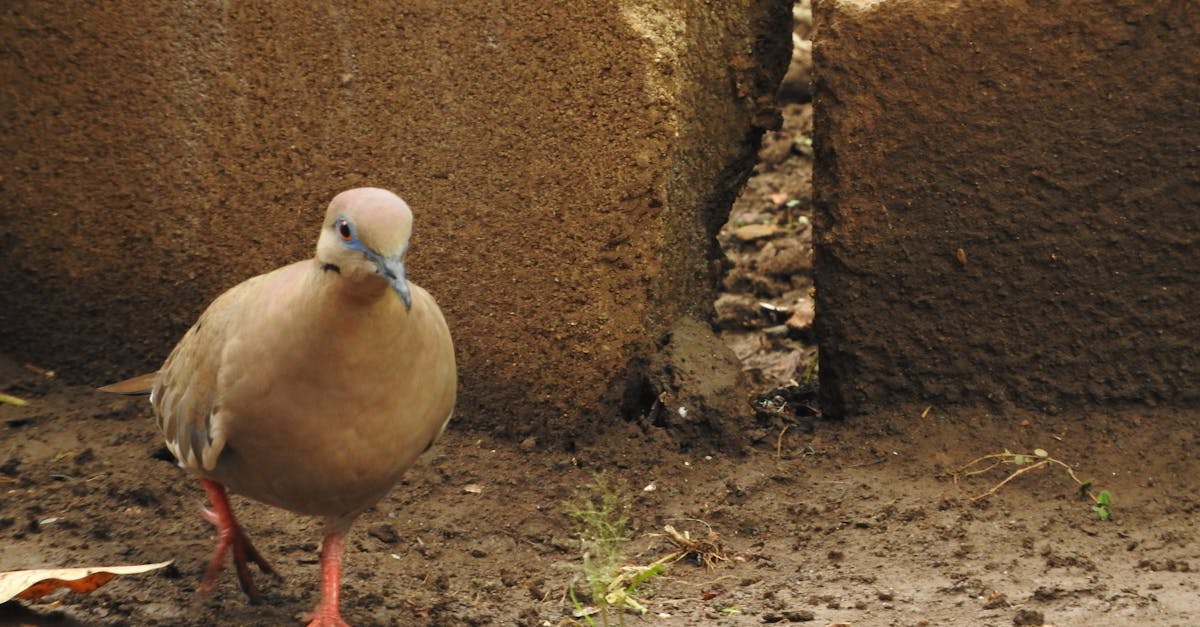 Free stock photo of bird, managua, nicaragua