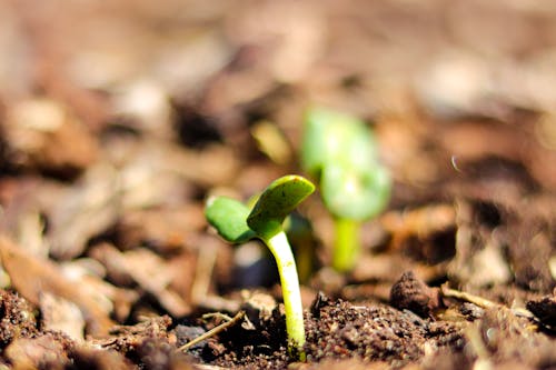 Free stock photo of bud, plant, spring