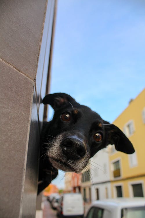 Free stock photo of amante de los perros, animal, cabeza de perro