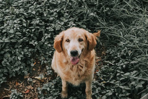 Foto profissional grátis de adorável, animal, cachorro