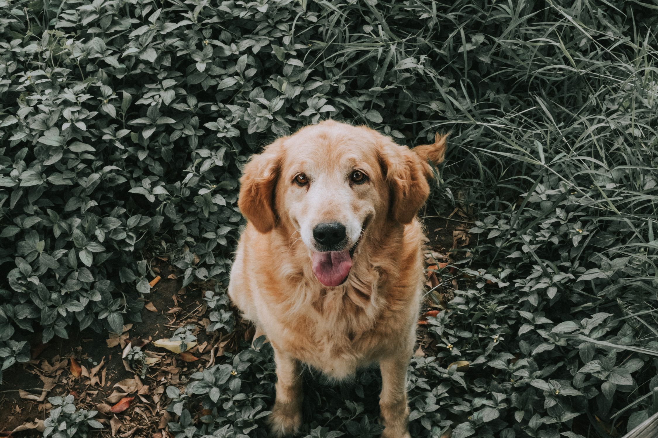 Golden Retriever dog happily sitting in a lush garden setting.