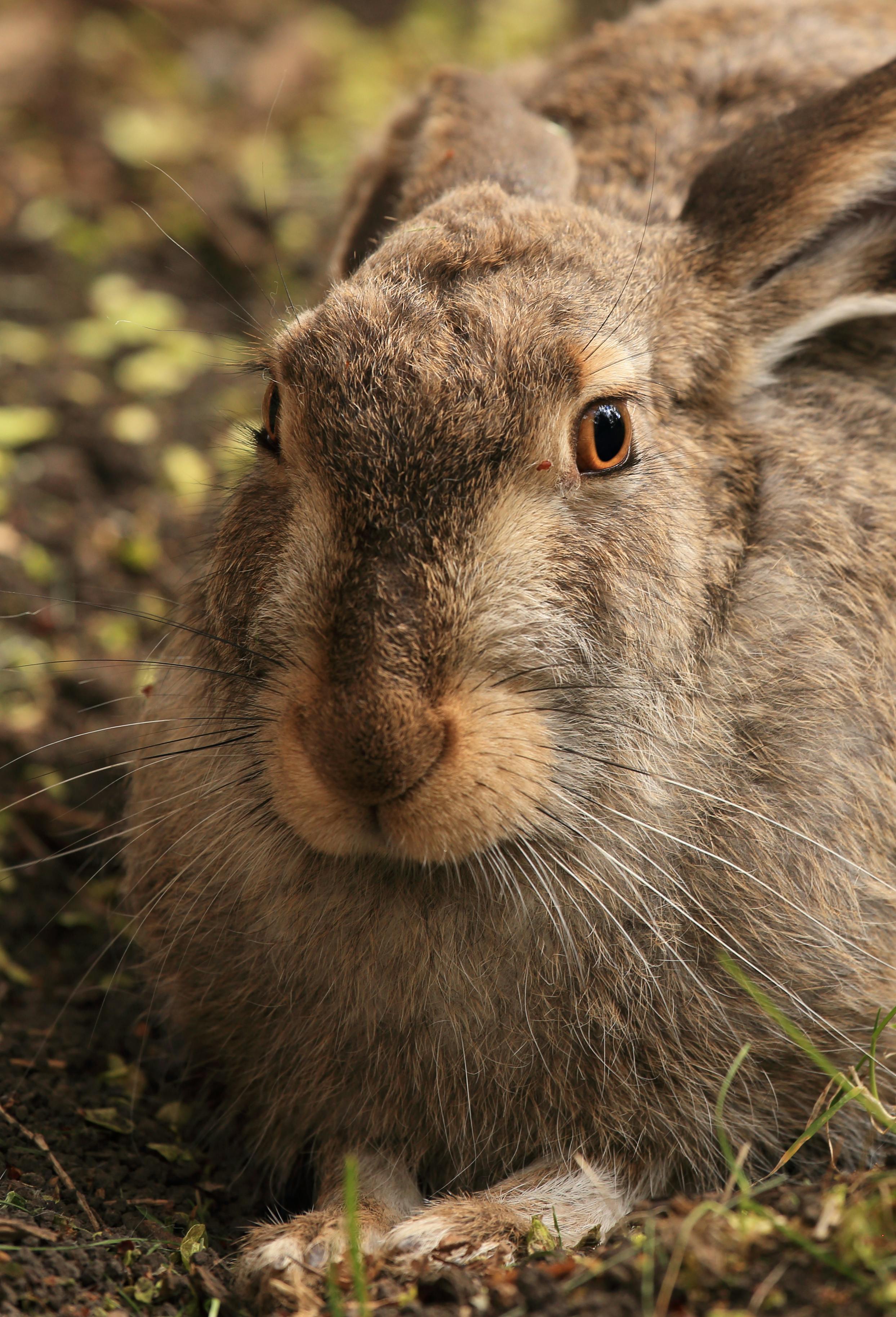 cute rabbit on green meadow