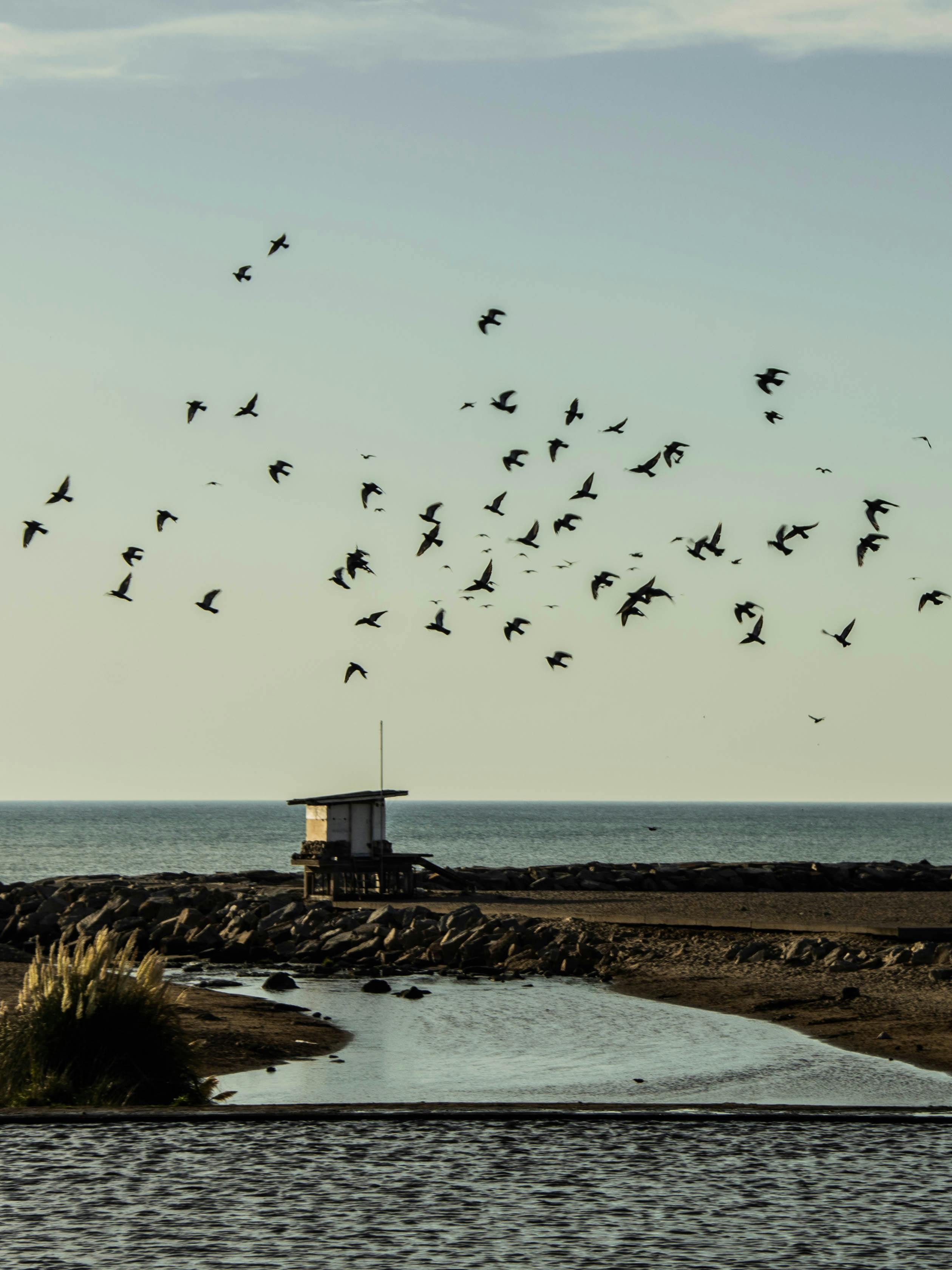 birds flying over calm sea