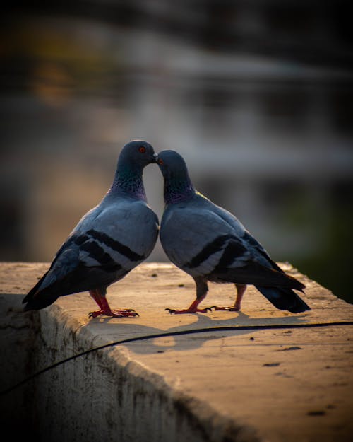 Free stock photo of bird, cute, love