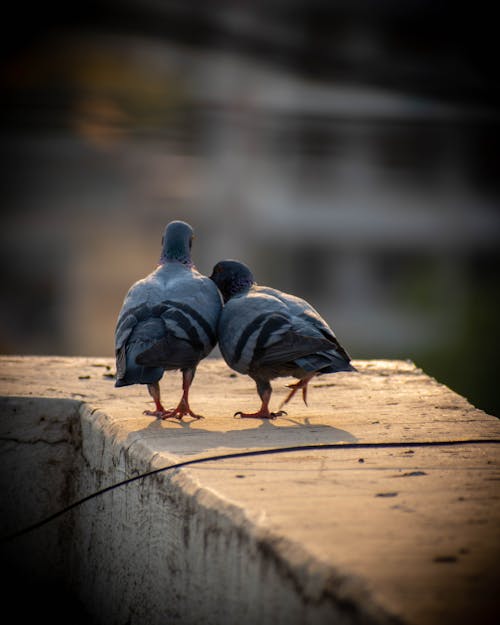 Free stock photo of birds, pegion, together